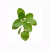 Factory Bulk Dried Oregano Leaf Leaves Powder Oregano Extract Powder