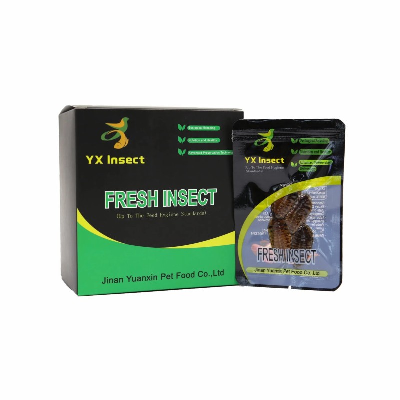 High Protein Fresh Grasshopper for Fish Feed