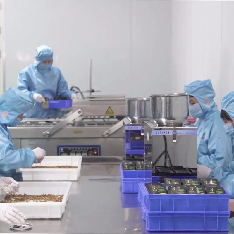 High Protein Fresh Grasshopper for Fish Feed