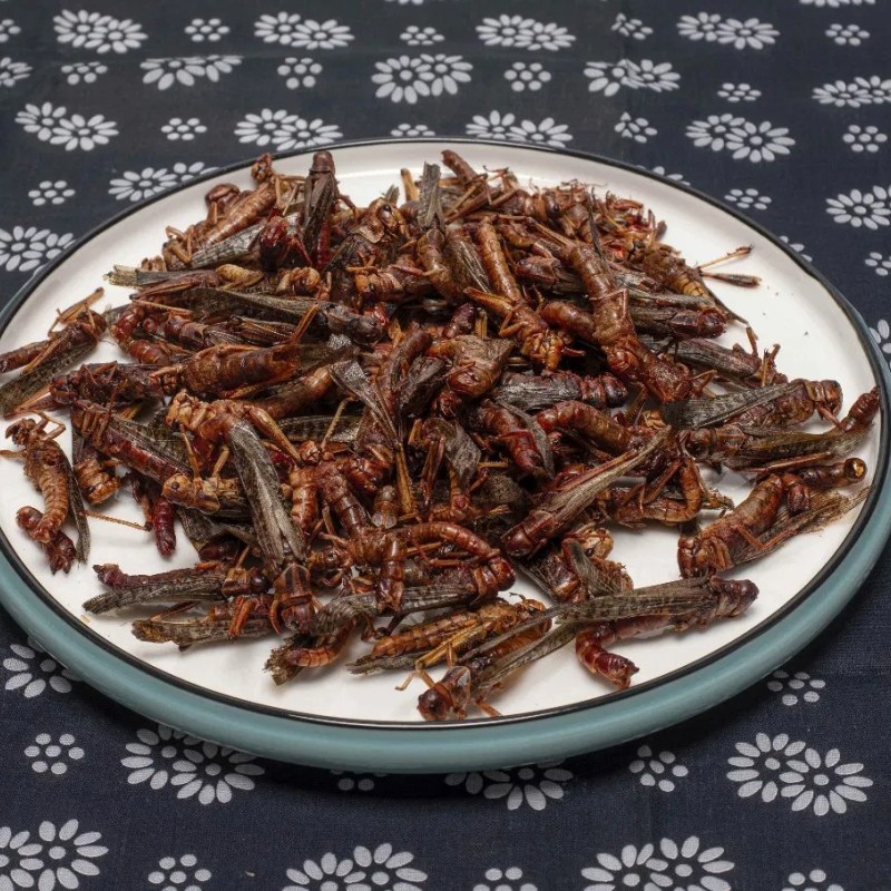 High Protein Fresh Grasshopper for Fish Feed