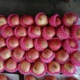 Class a Chinese FUJI Apple