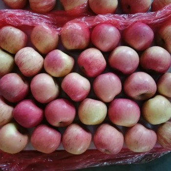 Class a Chinese FUJI Apple