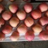 Class a Chinese FUJI Apple