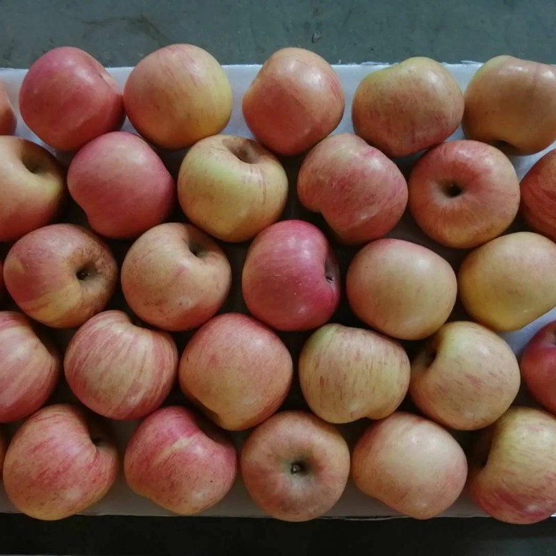 Class a Chinese FUJI Apple