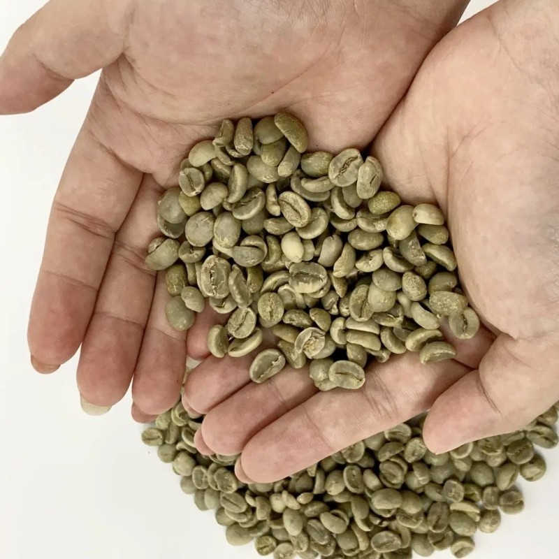 Yunnan Arabica Coffee Beans Size 16 Process 24 Months Shelf Life High Quality