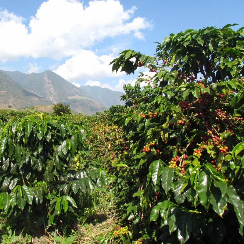 Yunnan Arabica Coffee Beans Size 16 Process 24 Months Shelf Life High Quality