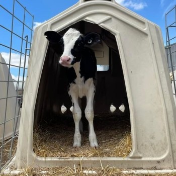 Boost Survival Rates by 90% Disease Proof Solutions Calf Hutch for Australia