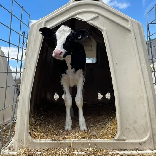 Boost Survival Rates by 90% Disease Proof Solutions Calf Hutch for Australia