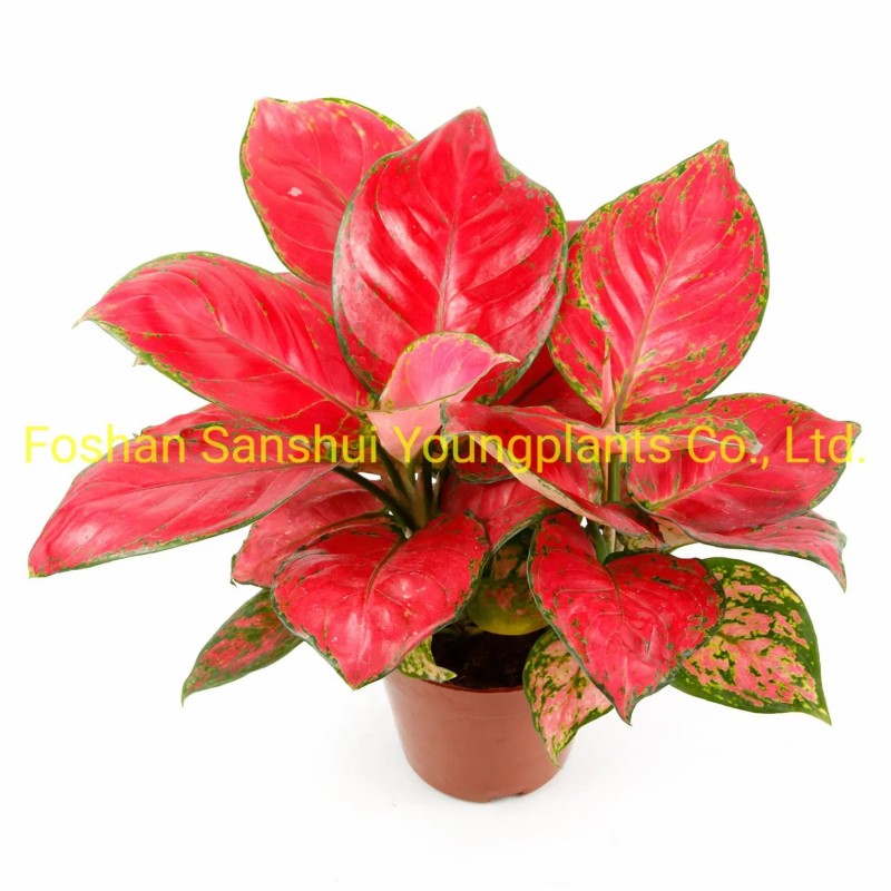 Bonsai Finished Mature Plant From Tissue Culture Tray Seedling