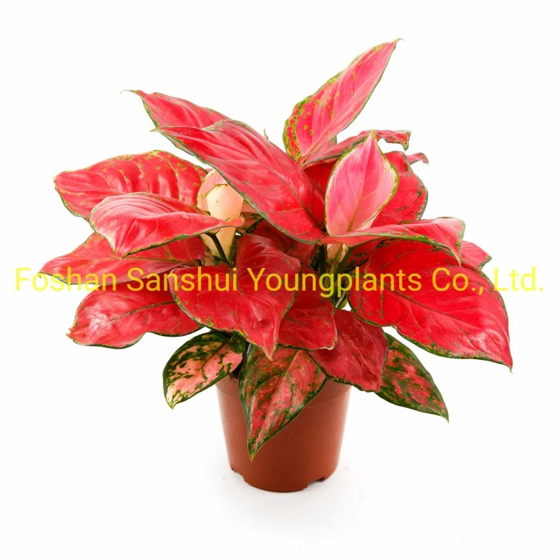 Bonsai Finished Mature Plant From Tissue Culture Tray Seedling