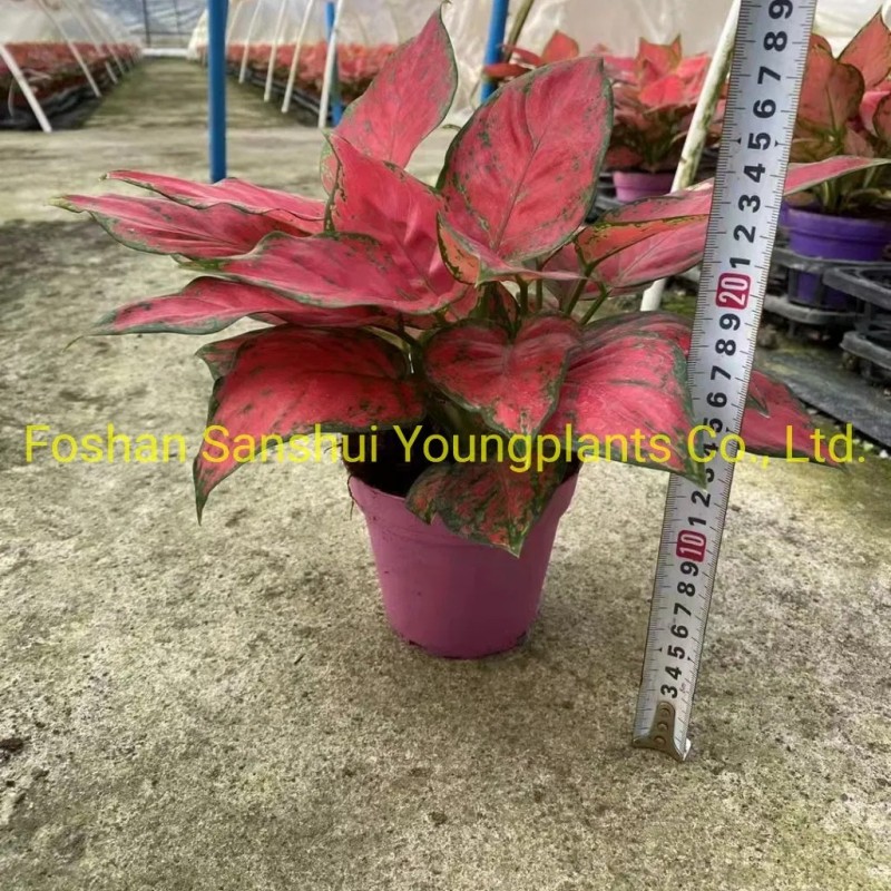 Bonsai Finished Mature Plant From Tissue Culture Tray Seedling