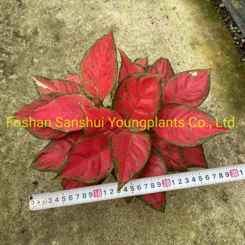 Bonsai Finished Mature Plant From Tissue Culture Tray Seedling