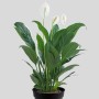 Spathiphyllum Mojo Tissue Culture Invitro Real Live Plant Wholesale