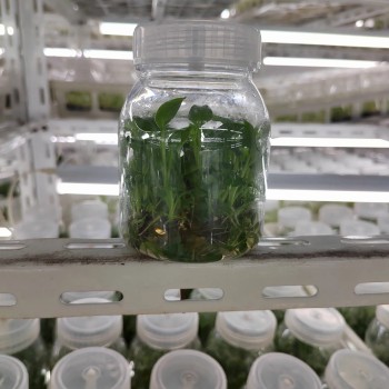 Spathiphyllum Mojo Tissue Culture Invitro Real Live Plant Wholesale