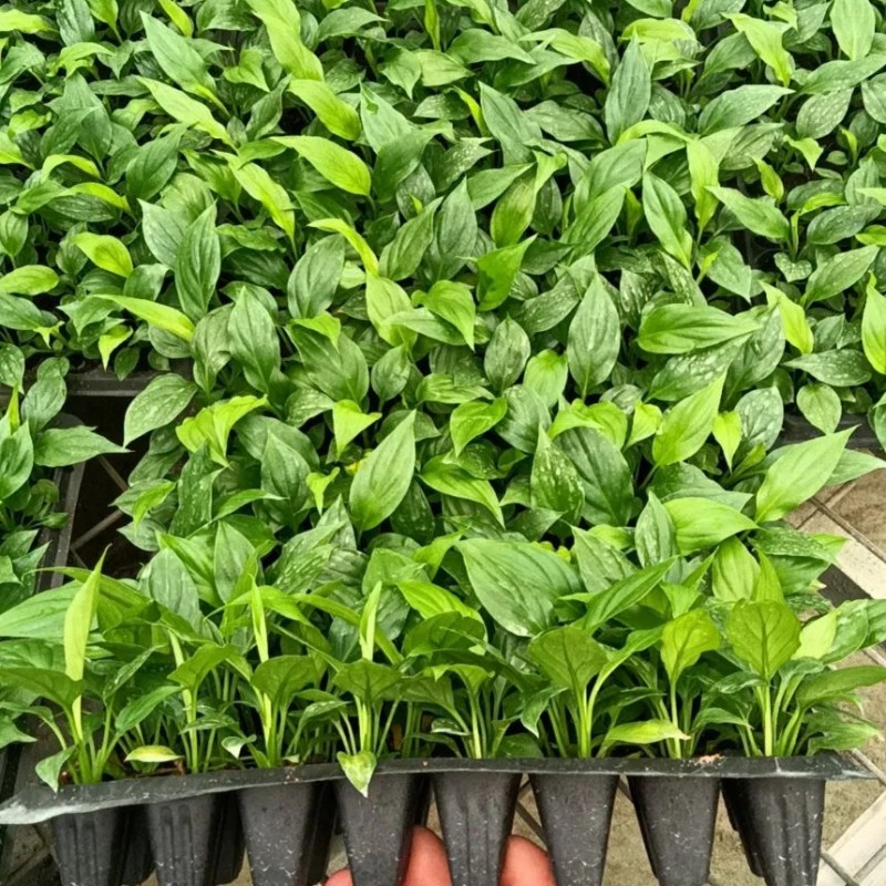 Spathiphyllum Mojo Tissue Culture Invitro Real Live Plant Wholesale