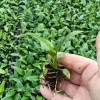 Spathiphyllum Mojo Tissue Culture Invitro Real Live Plant Wholesale