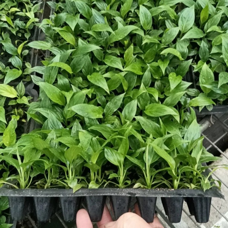 Spathiphyllum Mojo Tissue Culture Invitro Real Live Plant Wholesale