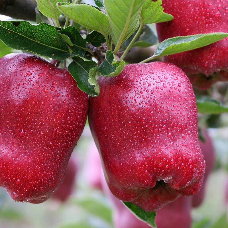 Fresh Apples Green Qinguan Royal Gala Australian Golden Direct Manufacturer From China