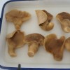 Canned Golden Abalone Mushroom in Brine