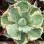 Live Agave Pumila Natural Succulent for Export Wholesale Nursery Bonsai Decoration