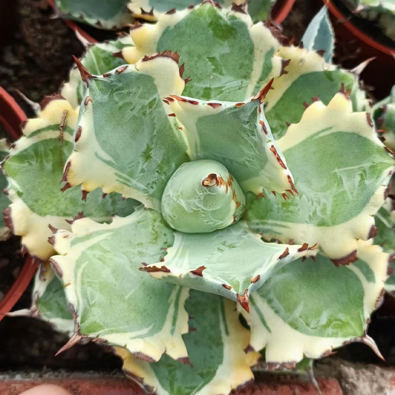 Live Agave Pumila Natural Succulent for Export Wholesale Nursery Bonsai Decoration