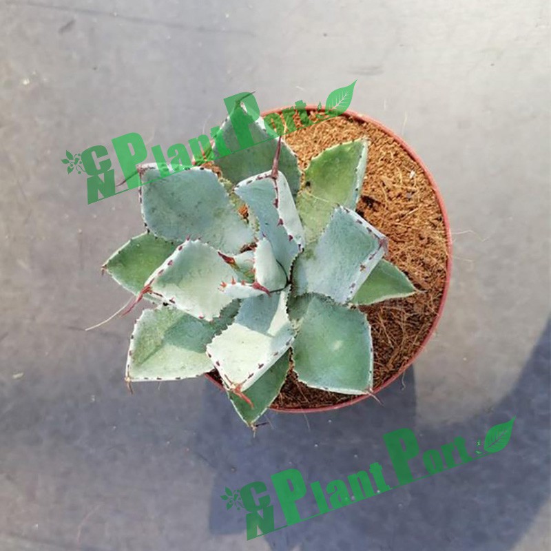 Live Agave Pumila Natural Succulent for Export Wholesale Nursery Bonsai Decoration