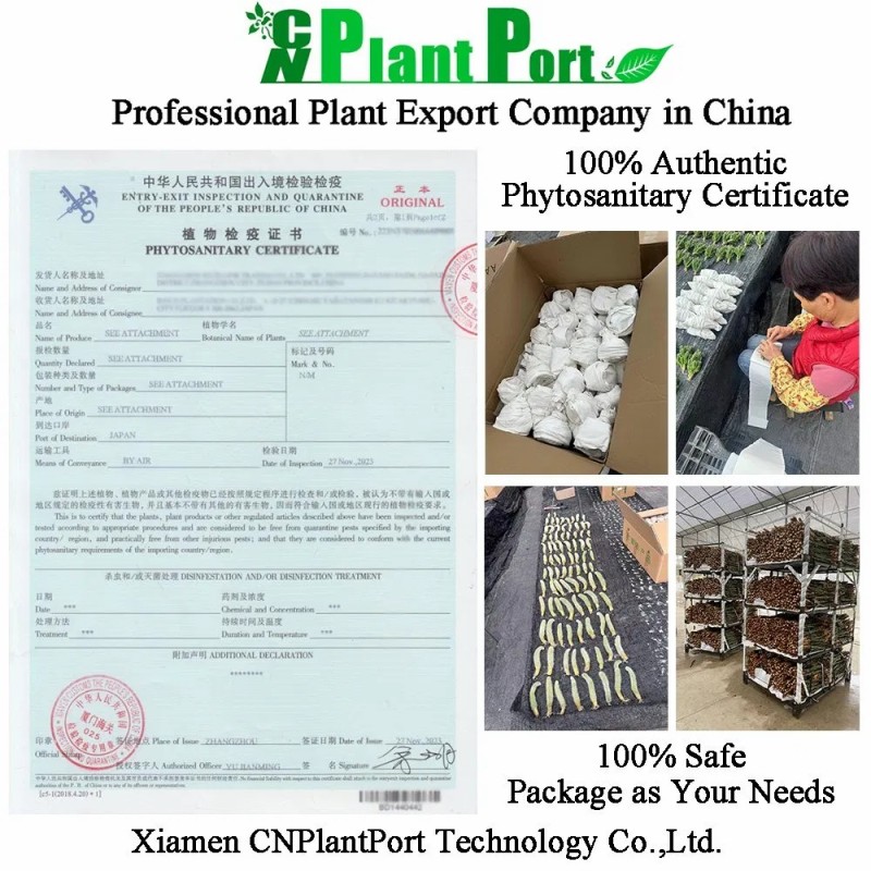 Live Agave Pumila Natural Succulent for Export Wholesale Nursery Bonsai Decoration