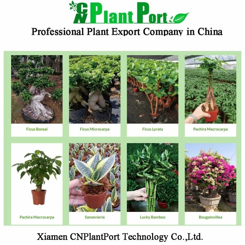 Live Agave Pumila Natural Succulent for Export Wholesale Nursery Bonsai Decoration