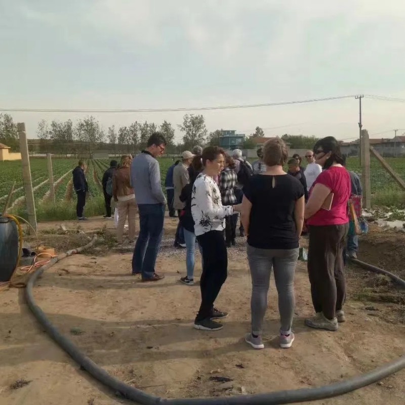 Wholesale Price IQF Green Soybeans Frozen Vegetables Soybeans Edamame in Shell Frozen Beans for Hotel for Super Marekt Qualify Supplier