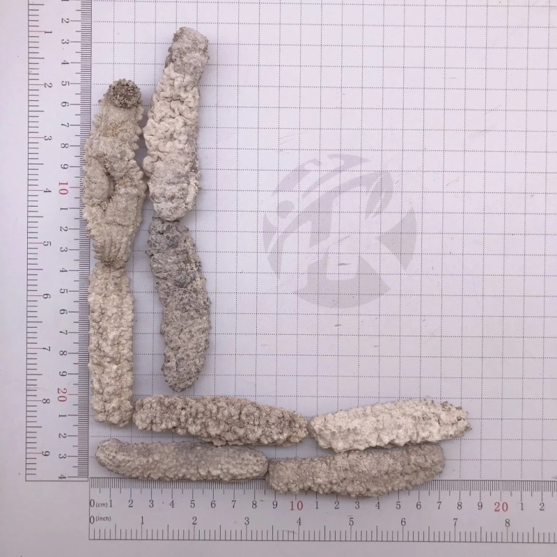 Factory Supply Seafood Dried Sea Cucumb Dry White Sea Cucumber