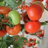 Tomato Seeds, High-Yield, Ty Resistant, Red Color, Hybrid, High Temperature Resistant, Transport