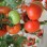Tomato Seeds, High-Yield, Ty Resistant, Red Color, Hybrid, High Temperature Resistant, Transport