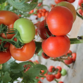 Tomato Seeds, High-Yield, Ty Resistant, Red Color, Hybrid, High Temperature Resistant, Transport