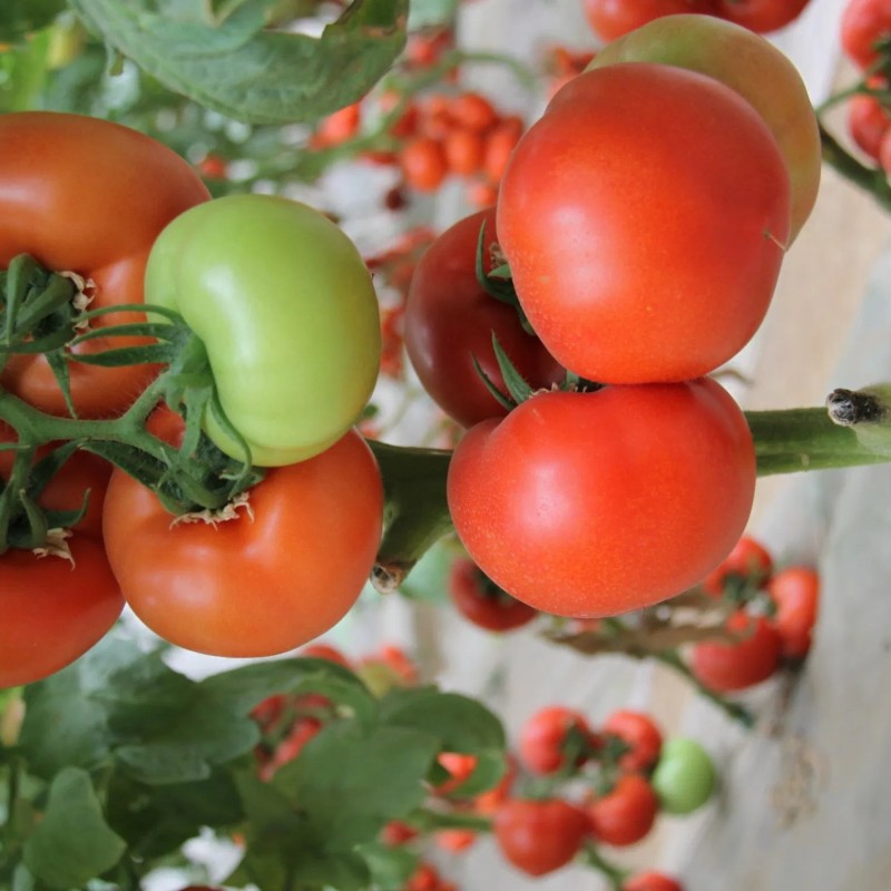 Tomato Seeds, High-Yield, Ty Resistant, Red Color, Hybrid, High Temperature Resistant, Transport