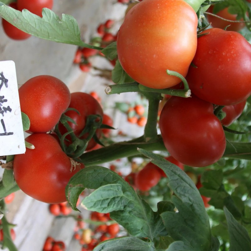 Tomato Seeds, High-Yield, Ty Resistant, Red Color, Hybrid, High Temperature Resistant, Transport