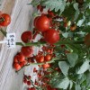 Tomato Seeds, High-Yield, Ty Resistant, Red Color, Hybrid, High Temperature Resistant, Transport