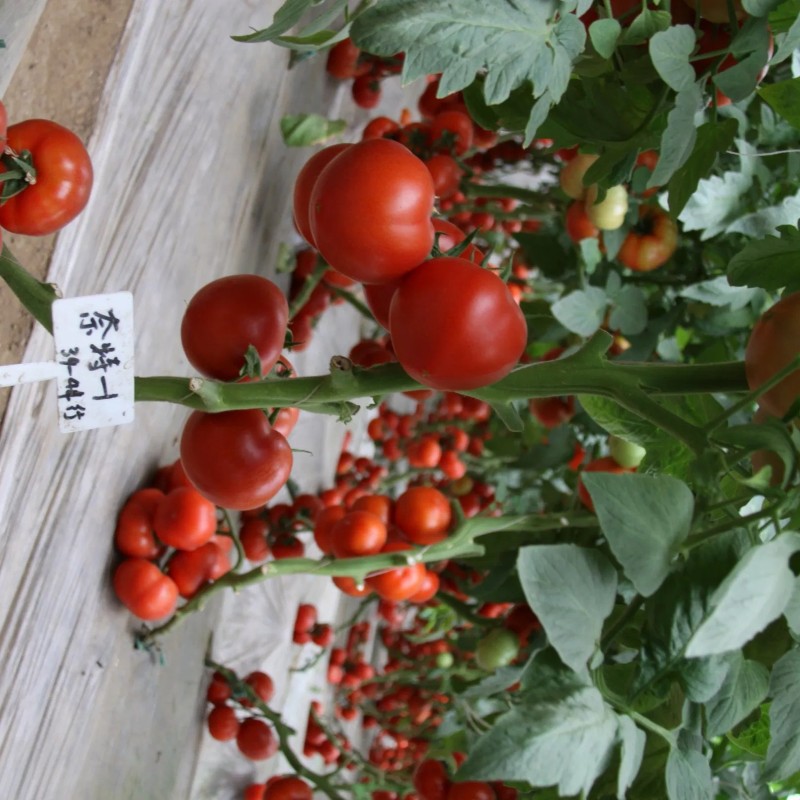 Tomato Seeds, High-Yield, Ty Resistant, Red Color, Hybrid, High Temperature Resistant, Transport