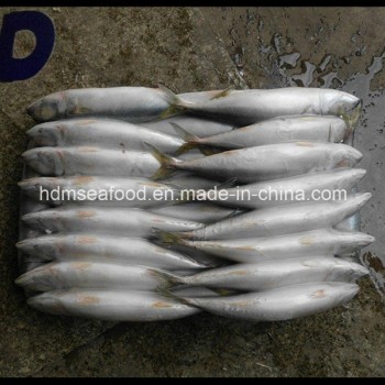 Best Frozen Seafood Fish Frozen Mackerel