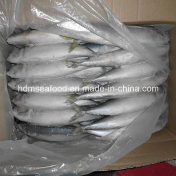 Best Frozen Seafood Fish Frozen Mackerel