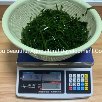 Shredded Seaweed Laminaria Japomica Cut Dried