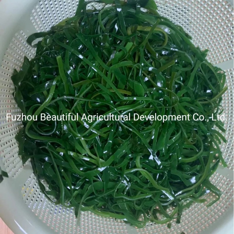 Shredded Seaweed Laminaria Japomica Cut Dried
