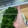 Shredded Seaweed Laminaria Japomica Cut Dried