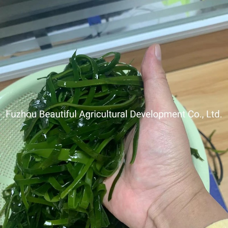 Shredded Seaweed Laminaria Japomica Cut Dried