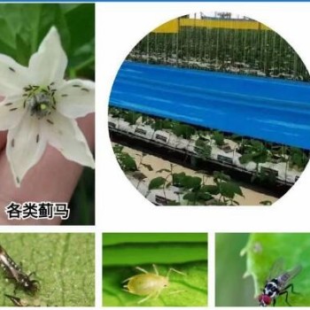 Garden Double-Sided Non-Toxic Sticky Glue Roll