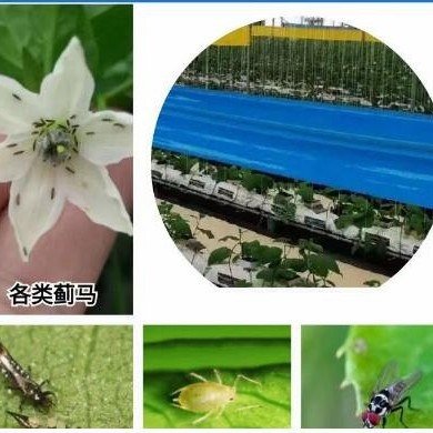 Garden Double-Sided Non-Toxic Sticky Glue Roll