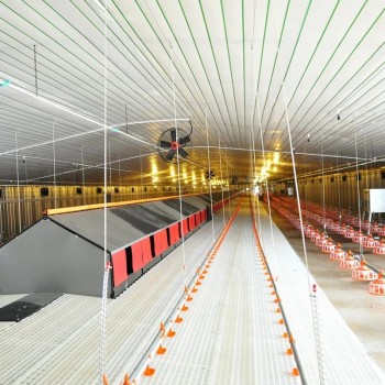 Steel Frame Poultry Farm Chicken Shed and Green House