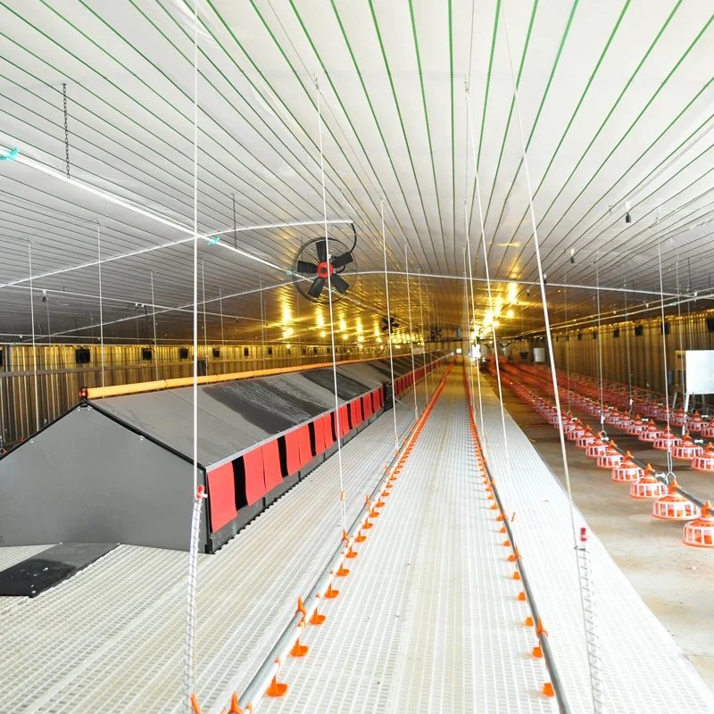 Steel Frame Poultry Farm Chicken Shed and Green House