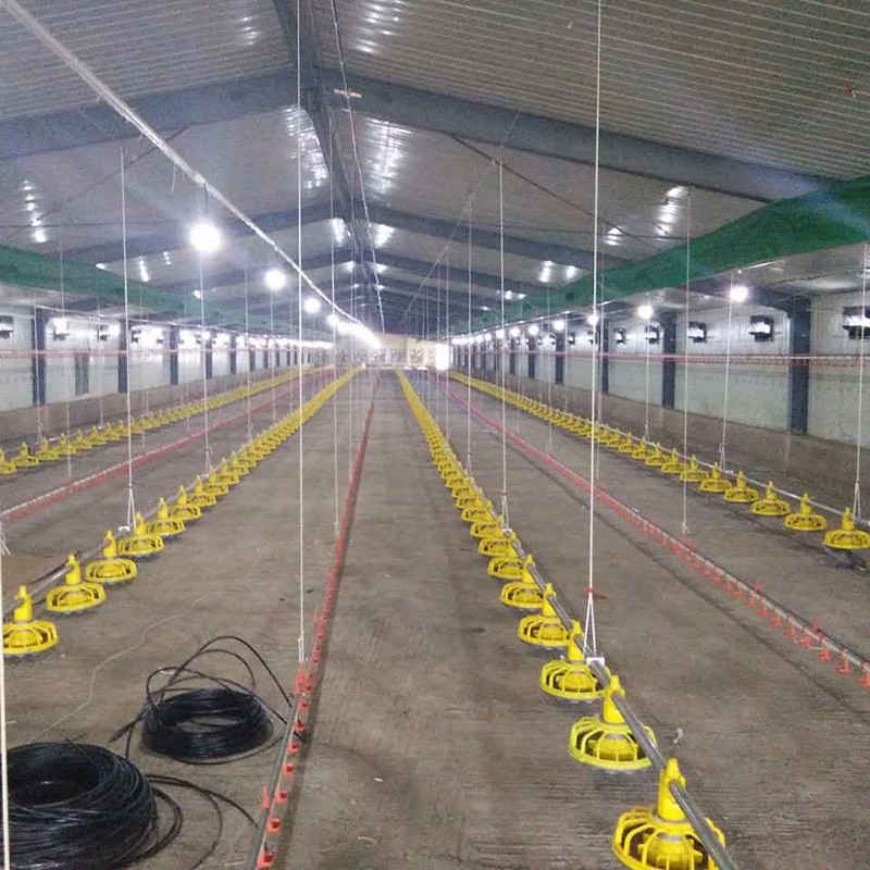 Steel Frame Poultry Farm Chicken Shed and Green House