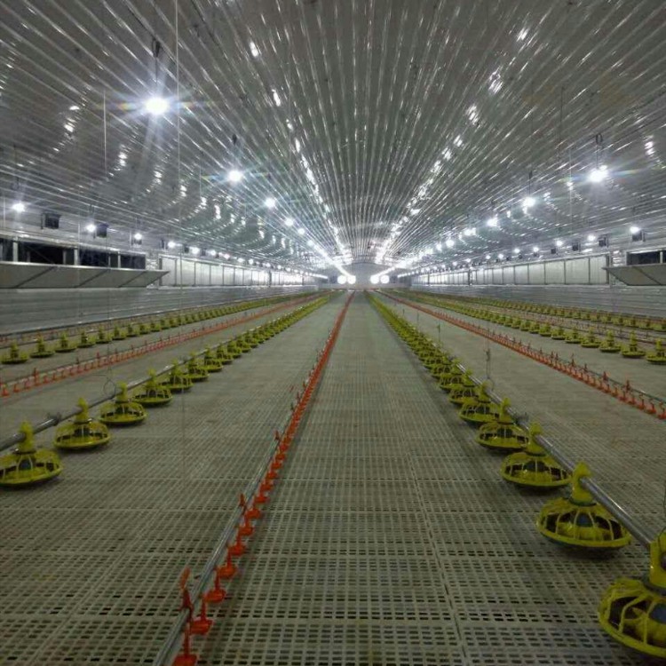 Steel Frame Poultry Farm Chicken Shed and Green House