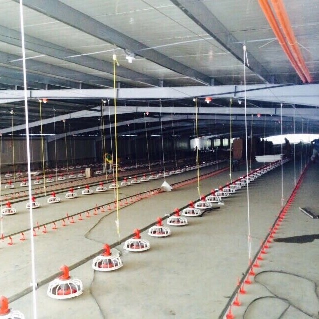 Steel Frame Poultry Farm Chicken Shed and Green House